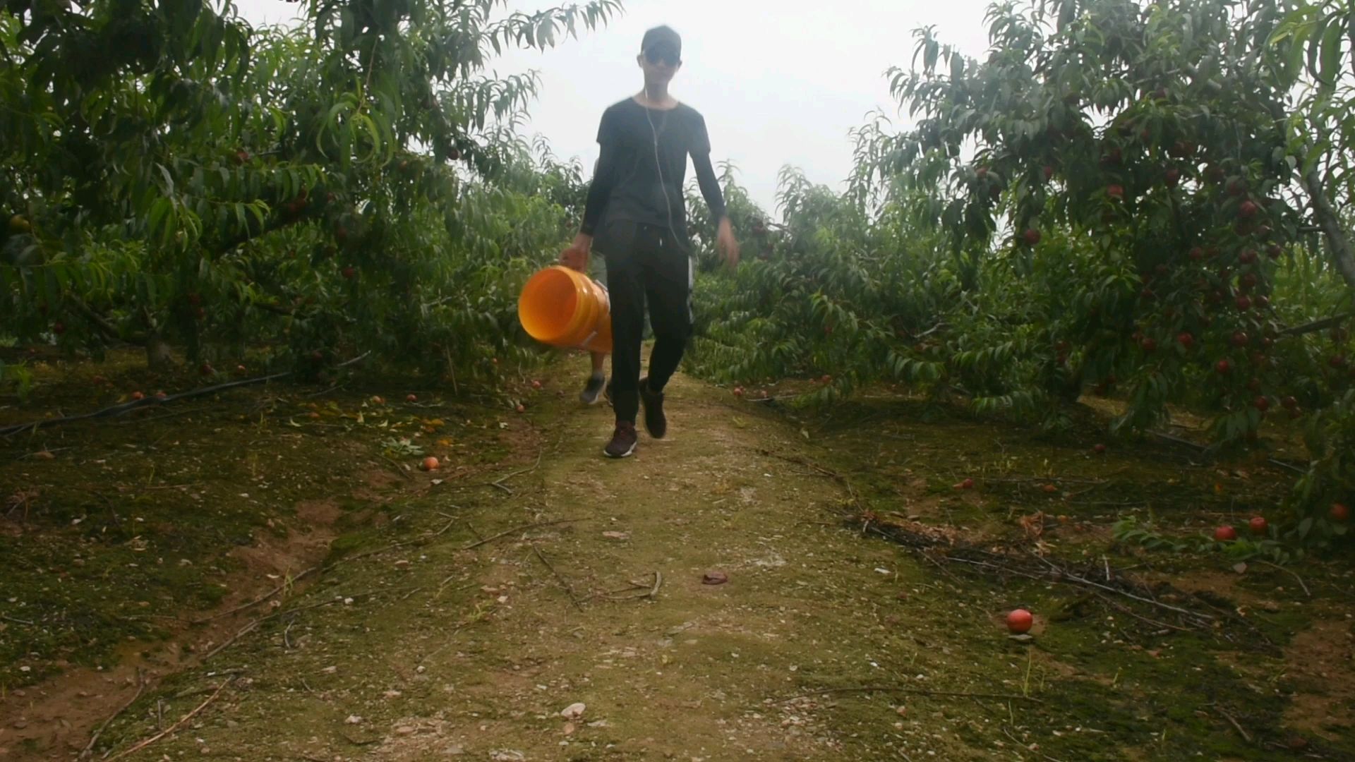 我去摘几个桃子,你们就在此地,不要走动